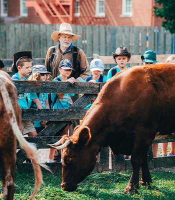 A farmer and students in blue shirts looking at cows behind a wooden fence